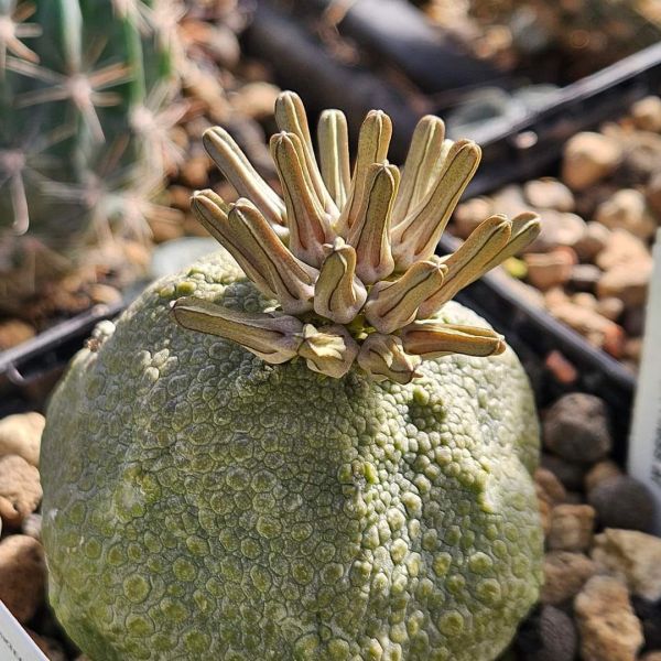 Pseudolithos cubiformis